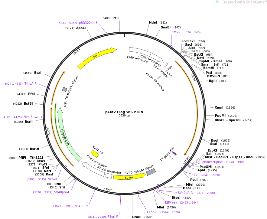 pCMV Flag WT-PTEN质粒图谱